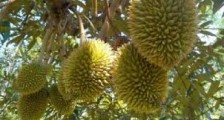 Durian (Duryan) Meyvesi: Besin Değeri, Yan Etkileri ve Sağlığa Faydaları